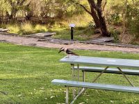 5. Reisetag – Tagesausflug in den Norden von Perth – Lachender Hans im Yanchep-Nationalpark