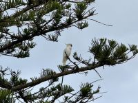 7. Reisetag – Tagesausflug zur Great Ocean Road – Zwischenstopp in Lorne – Gelbwangenkakadu