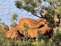 9. Reisetag – „Kunja Walk“ zum Wasserloch am Uluru – Kunja-Schlange