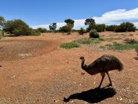 9. Reisetag – Emu am Roadhouse am Stuart Highway