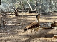 10. Reisetag – Besuch im Alice Springs Desert Park – Australian Bustard
