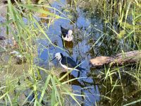 10. Reisetag – Besuch im Alice Springs Desert Park – White-headed Stilt