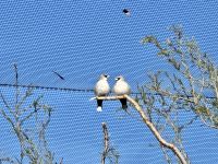 10. Reisetag – Besuch im Alice Springs Desert Park – Black-faced Woodswallow