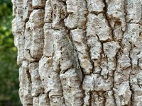 12. Reisetag – Fahrt in den Kakadu-Nationalpark – Pudakul Aboriginal Cultural Tours – Gut getarntes Insekt