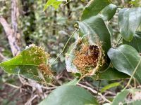 12. Reisetag – Fahrt in den Kakadu-Nationalpark – Pudakul Aboriginal Cultural Tours – Grüne Ameisen
