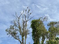 13. Reisetag – Bootstour auf dem South Alligator River im Kakadu-Nationalpark – Kakadus
