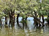 13. Reisetag – Bootstour auf dem South Alligator River im Kakadu-Nationalpark – Krokodil im Wasser