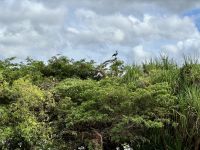 13. Reisetag – Bootstour auf dem South Alligator River im Kakadu-Nationalpark – Gänse