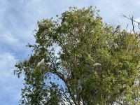 13. Reisetag – Bootstour auf dem South Alligator River im Kakadu-Nationalpark – Kakadus