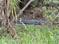 13. Reisetag – Bootstour auf dem South Alligator River im Kakadu-Nationalpark – Riesiges Krokodil