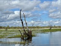 13. Reisetag – Bootstour auf dem South Alligator River im Kakadu-Nationalpark – Schlangenhalsvögel