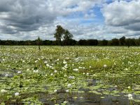 13. Reisetag – Bootstour auf dem South Alligator River im Kakadu-Nationalpark – Seerosen