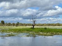 13. Reisetag – Bootstour auf dem South Alligator River im Kakadu-Nationalpark – Schlangenhalsvögel