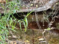 13. Reisetag – Kakadu-Nationalpark – Riesige Spinne