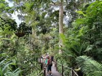 15. Reisetag – Tagesausflug in den Regenwald – Skyrail nach Kuranda