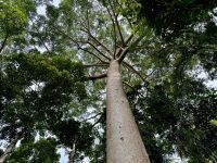 15. Reisetag – Tagesausflug in den Regenwald – Skyrail nach Kuranda – Kauri-Fichte