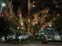 15. Reisetag – Tagesausflug in den Regenwald – Baumdeko in Cairns