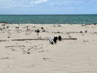 16. Reisetag – Tagesausflug zum Great Barrier Reef – Die kleine Insel „Michaelmas Cay“