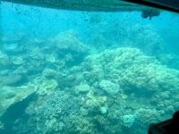 16. Reisetag – Tagesausflug zum Great Barrier Reef – Fahrt mit dem Halbtauchboot