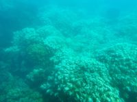 16. Reisetag – Tagesausflug zum Great Barrier Reef – Fahrt mit dem Halbtauchboot