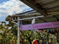 20. Reisetag – Tagesausflug in die Blue Mountains – Kakadu in Leura