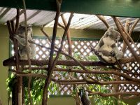 20. Reisetag – Besuch im Featherdale Wildlife Park – Koalas