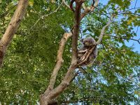 20. Reisetag – Besuch im Featherdale Wildlife Park – Koalas