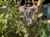 20. Reisetag – Besuch im Featherdale Wildlife Park – Koalas