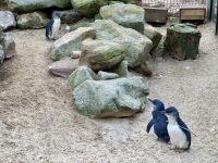 20. Reisetag – Besuch im Featherdale Wildlife Park – Blaue Pinguine