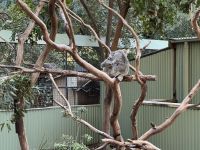 20. Reisetag – Besuch im Featherdale Wildlife Park – Koalas