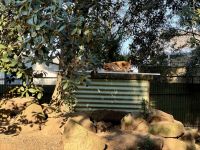 20. Reisetag – Besuch im Featherdale Wildlife Park – Dingos