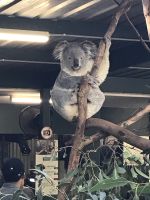 Featherdale Wildlife Park