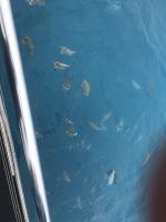 Fischschwarm-Great Barrier Reef