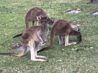 Kängurus bei Perth