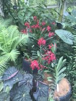 Botanischer Garten-Singapur 