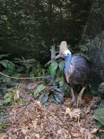Cassowary-Figur