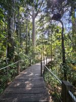 Spaziergang durch den Regenwald