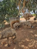 Emus am Mittelpunkt Australiens
