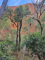 Spaziergang am Uluru