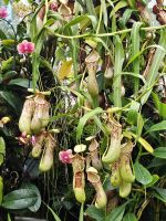 fleischfressende Pflanzen