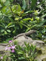freilaufender Waran im Orchideengarten
