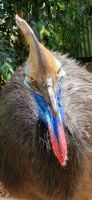 Cassowary