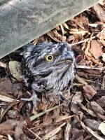 Frogmouth im Featherdale Wildlife Park