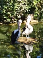 Pelikane im Featherdale Wildlife Park