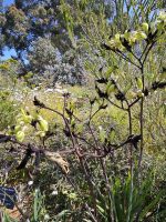 Kangoroo Paw - schwarze Känguru-Pfote (Blume)