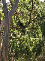 der erste Koala-Rücken auf dieser Reise