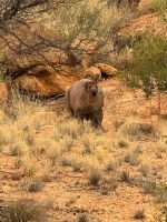 Känguru auf dem Weg zum Hotel
