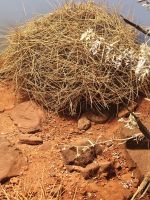 Dessert Park - Death Adder