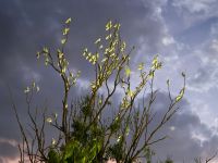 weiße Kakadus am Hotel