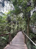 Cairns: Tagesausflug Kuranda Regenwald 
